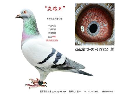 红阿比最佳伴侣之一灰鸽王