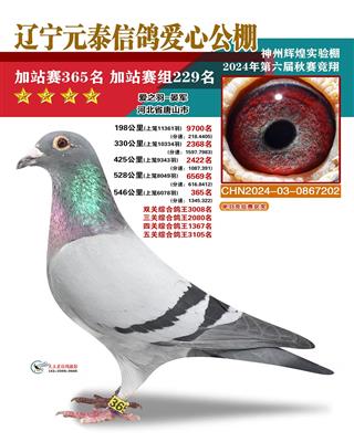 2024年元泰公棚