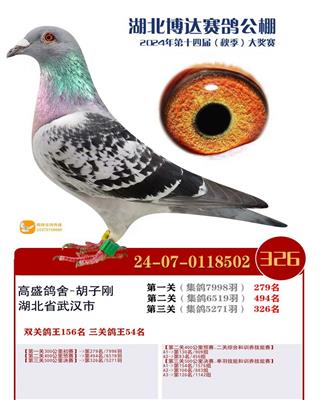 武汉博达公棚三关鸽王54位