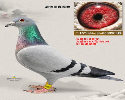 火箭958直女 958X乔汉604