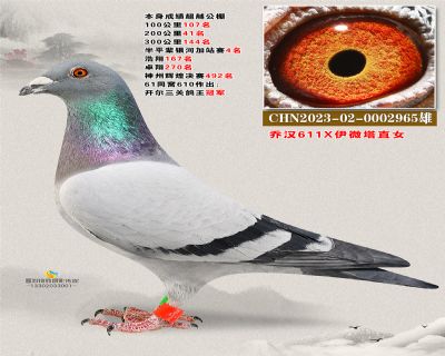 611直子 超越200公里41名