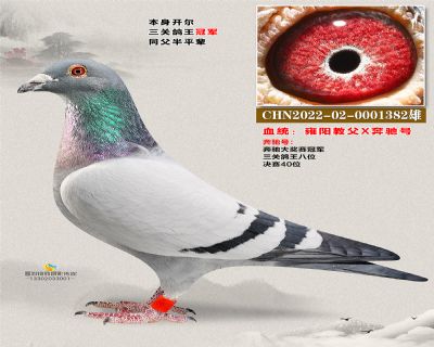 开尔鸽王半平辈 雍阳教父X奔驰号