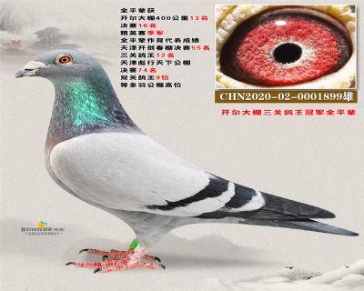 开尔鸽王全平辈1899