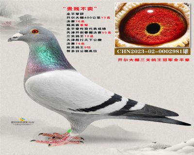 开尔鸽王全平辈 贵贱不卖号