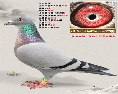 开尔鸽王全平辈2879