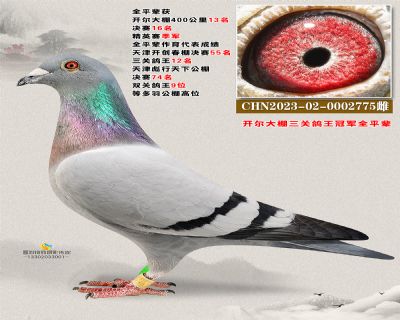 开尔鸽王全平辈2775