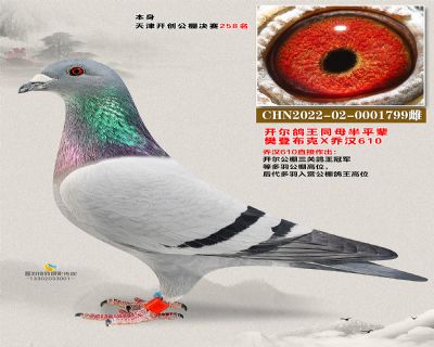 开尔鸽王半平辈  开创258名