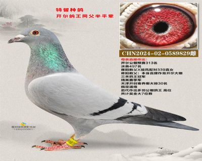 开尔鸽王半平辈 雍阳教父X古瓦特