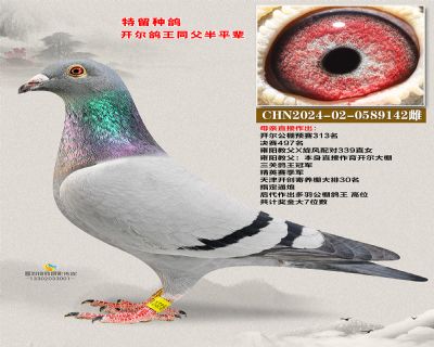 开尔鸽王半平辈 雍阳教父X古瓦特