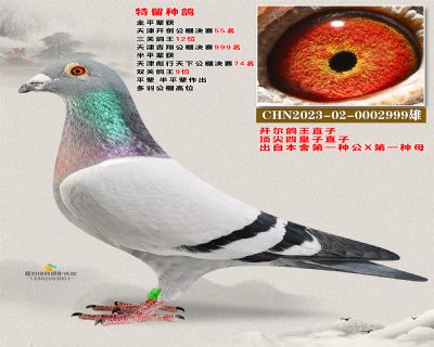 开尔鸽王直子 开创鸽王12全平辈