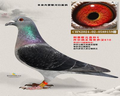 开尔鸽王半平辈 欧元孙X610