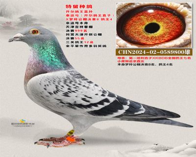 开尔鸽王直孙 幸运号X鸽王4