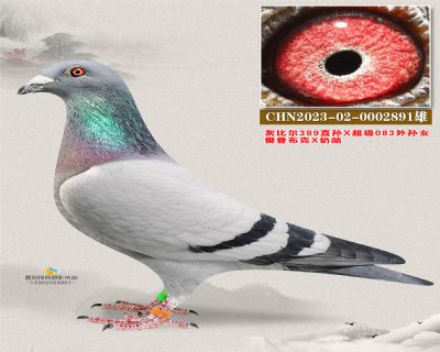 灰比尔389直孙X超级083外孙女