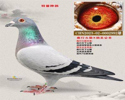 彪行火箭X鸽王公主 最后的彪行火箭