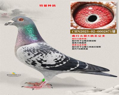 彪行火箭X鸽王公主