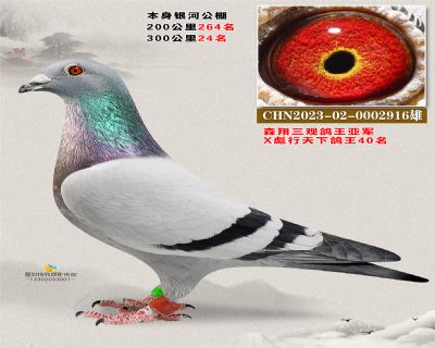 鸽王亚X鸽王40 本身银河300公里24