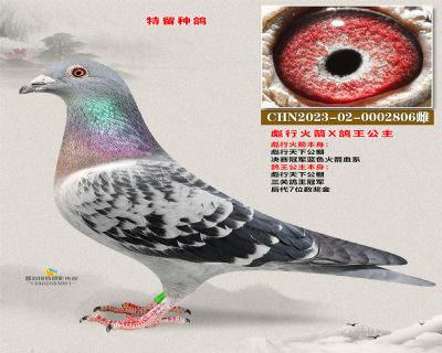 彪行火箭X鸽王公主