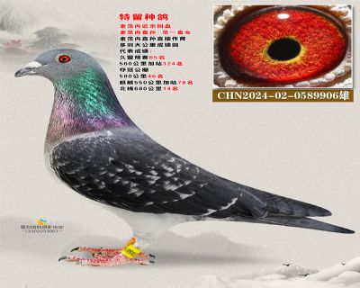 范内近亲 老范直孙X范1直女