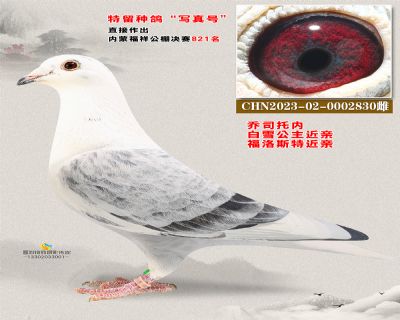 乔斯托内 写真号