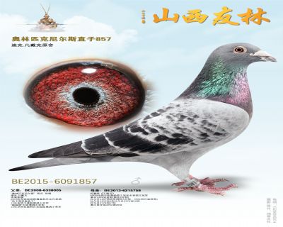 “奥林匹克尼尔斯”直子
