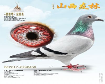 “惊喜号”直孙“杨里波”外孙