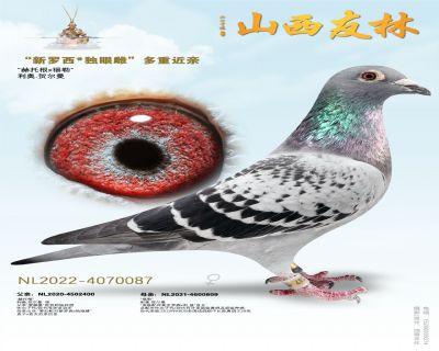 利奥贺尔曼“新罗西*独眼雌”近亲