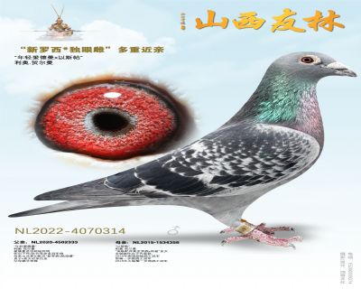 利奥贺尔曼“新罗西*独眼雌”近亲