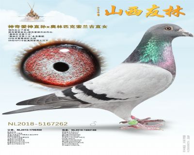 佛科克“奥林匹克索兰吉”外孙