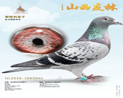 “新哈利”直子