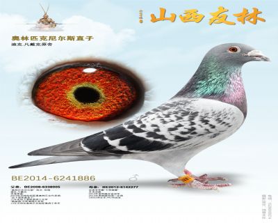 世界铭鸽“奥林匹克尼尔斯”直子