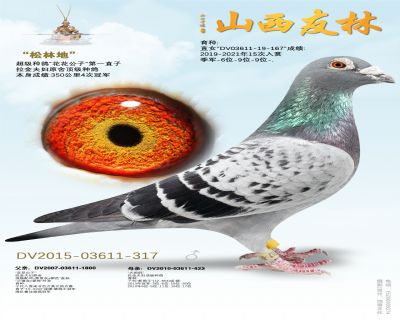 超级种鸽