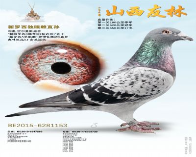 新罗西*独眼雌直孙