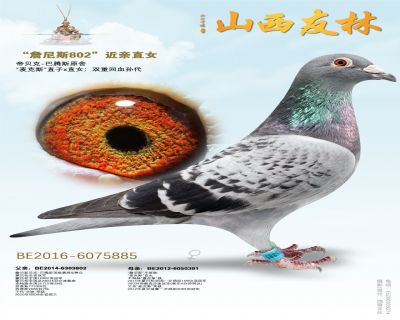帝贝克.巴腾斯“詹尼斯802”直女