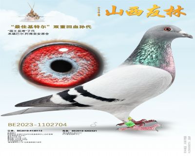 “最佳基特尔”双重回血孙代”