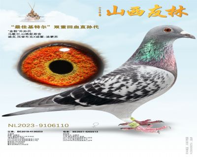 “最佳基特尔”双重回血直孙代