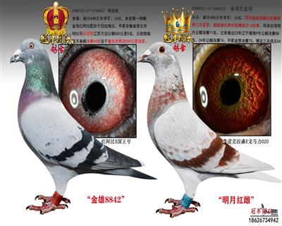 金雄8842X明月红雌