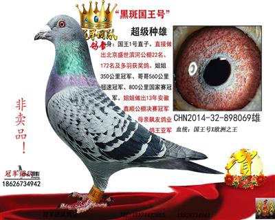 “国王号”1号种雄之子--黑斑国王