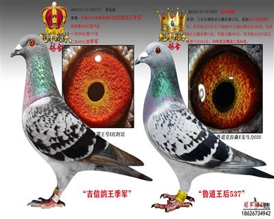 吉信鸽王季军X当红鲁道王后