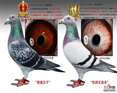 武汉博达公棚24年三关鸽王54名父母