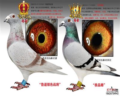 鲁道红色战将X外孙极品雌