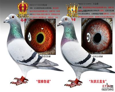 武汉金楚公棚23年决赛73名父母