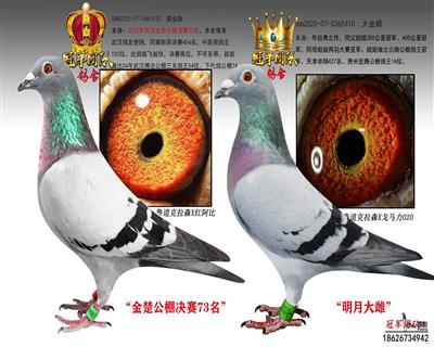 武汉金楚决赛73名X明月大雌（远亲配）