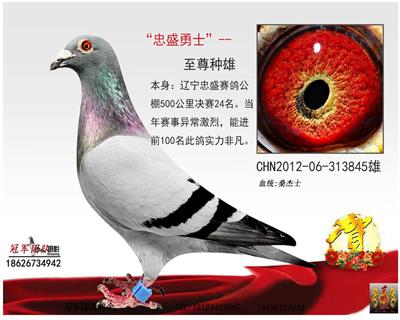 辽宁忠盛公棚决赛24