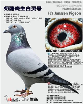 奶酪晚生白灵号