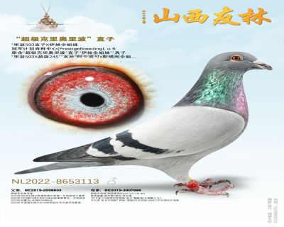 “超级克里奥里波”直子