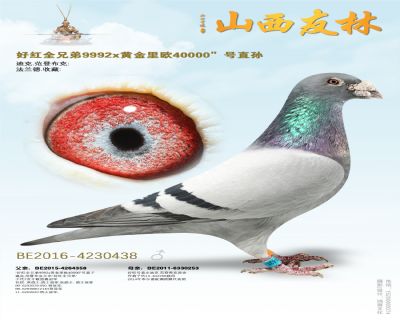 “好红全兄弟9992×黄金里欧40000