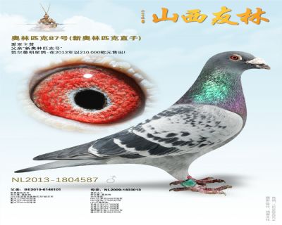 “新奥林匹克”直子