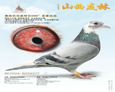 “奥林匹克006”近亲377