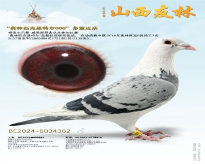 “奥林匹克006”近亲362