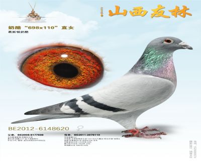 奶酪“超级种鸽698x110”直女